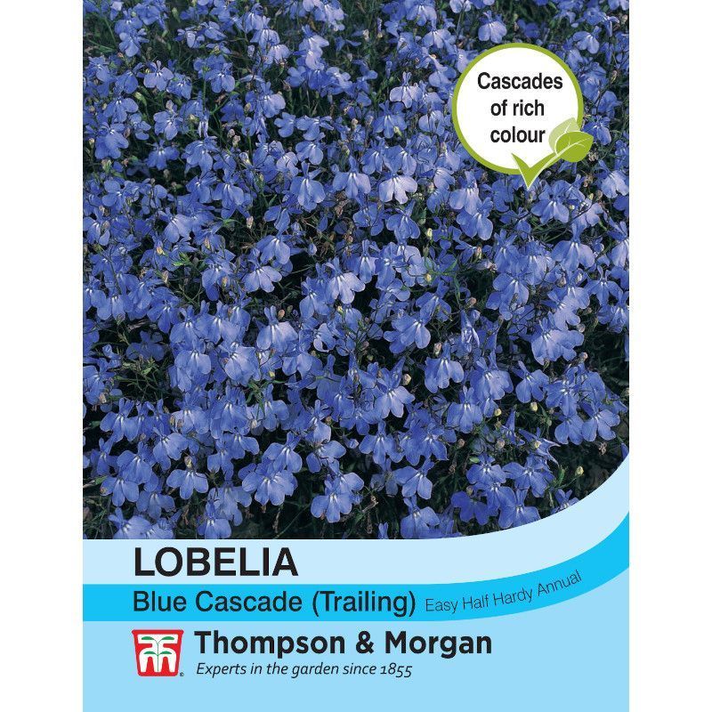 Thompson & Morgan Lobelia (Trailing) Blue Cascade - Coolings Garden Centre