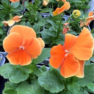 Pansy F1 'Orange' Multi-Pack