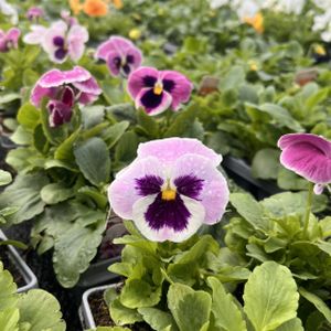 Pansy F1 Pink Shades Multi-Pack