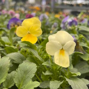 Pansy F1 Primrose Multi-Pack