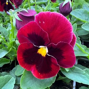 Pansy F1 Red Blotch Multi-Pack