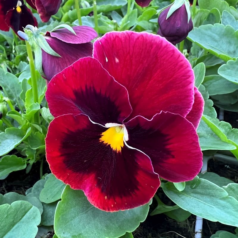 Pansy F1 Red Blotch Multi-Pack - Coolings Garden Centre