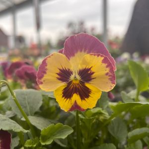 Pansy F1 Rose Picotee Multi-Pack