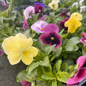 Pansy F1 Silhouette Mixed Multi-Pack