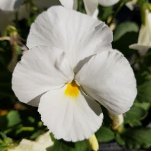 Pansy F1 White Multi-Pack