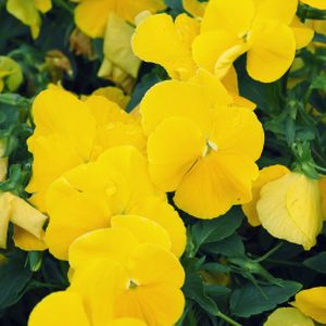 Pansy F1 'Yellow' Multi-Pack