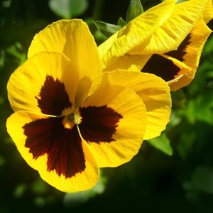 Pansy F1 Yellow Blotch Multi-Pack