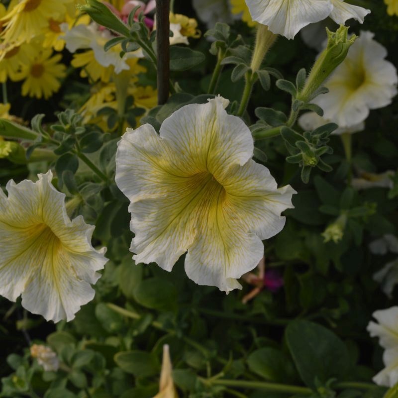 Petunia F1 Yellow Multi-Pack - Coolings Garden Centre