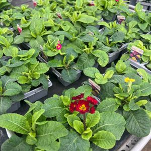 Polyanthus Hardy Mixed Multi-Pack