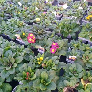 Primrose Hardy Mixed Multi-Pack