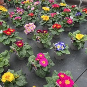 Primrose Mixed (10.5cm Pot)