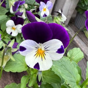 Viola F1 White/Purple Wing Multi-Pack