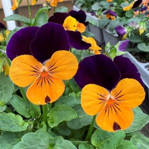 Viola F1 Orange/Purple Wing Multi-Pack