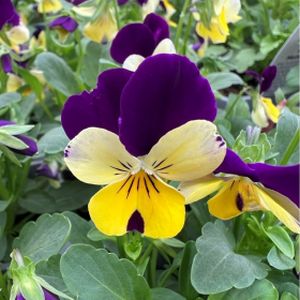 Viola F1 Yellow/Purple Wing Multi-Pack