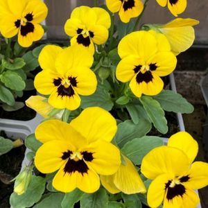 Viola F1 Yellow Multi-Pack