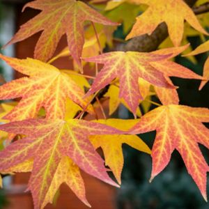 Liquidambar styraciflua 12L