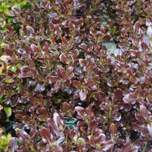Coprosma repens 'Pacific Night' (syn 'Hutpac') 3L