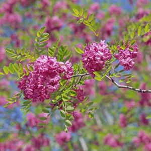 Robinia x margaretta 'Pink Cascade' ('Casque Rouge') 12L