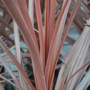 Cordyline australis 'Red Star' 2L