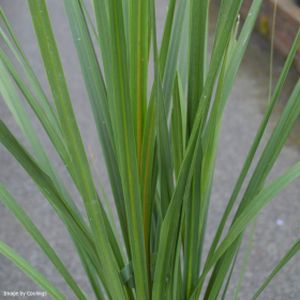 Cordyline australis (AGM)  2L