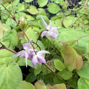 Epimedium x youngianum 'Roseum' 2L