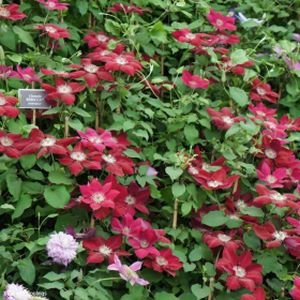 Clematis 'Rebecca' (syn 'Evipo016') 3L