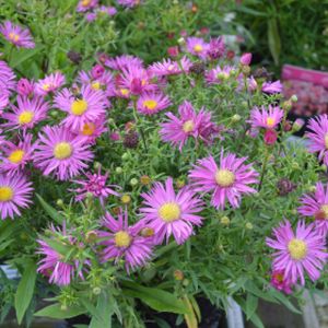 Aster novi-belgii 'Bahamas' (Island Series) 2L