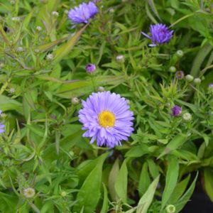 Aster novi-belgii 'Barbados' (Island Series) 2L