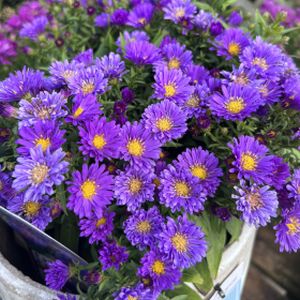 Aster novi-belgii 'Samoa' (Island Series) 2L