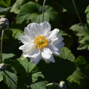 Anemone x hybrida 'Andrea Atkinson' 3L