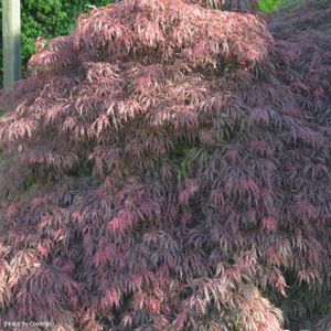 Acer palmatum var. dissectum 'Garnet' (AGM) 35L