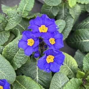 Polyanthus Hardy Blue Multi-Pack