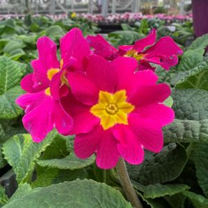 Polyanthus Hardy Rose Multi-Pack