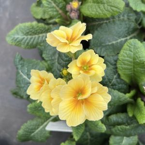 Polyanthus Hardy Orange Multi-Pack