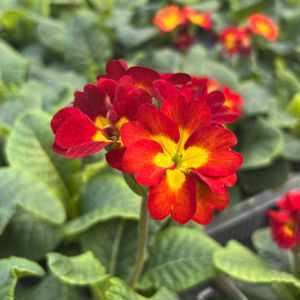 Polyanthus Hardy Red Multi-Pack