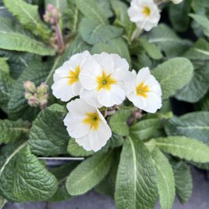 Polyanthus Hardy White Multi-Pack