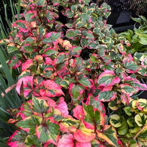 Houttuynia cordata 'Chameleon' 2L