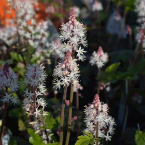 Tiarella 'Spring Symphony' 1L