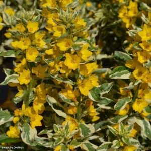 Lysimachia punctata 'Alexander' 2L