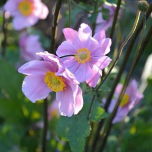 Anemone x hybrida 'Serenade' 3L