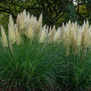 Cortaderia selloana 'Pumila' (AGM) 10L