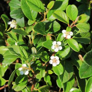 Cotoneaster dammeri 1.5L