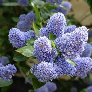 Ceanothus arboreus 'Trewithen Blue' (AGM) 12L