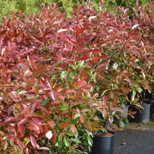 Photinia x fraseri 'Red Robin' (AGM) 12L