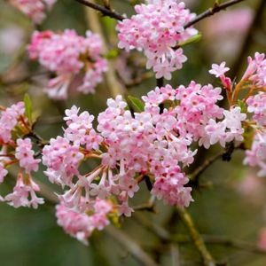 Viburnum x bodnantense 'Dawn' (AGM) 3L