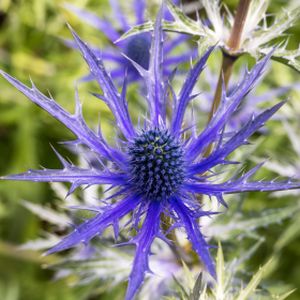 Eryngium bourgatii 'Picos Blue' 2L