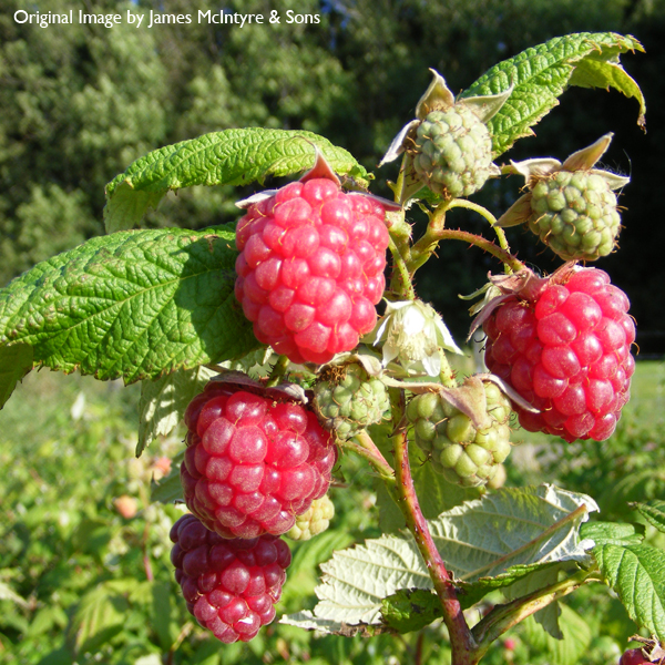 Raspberry Rubus 'Autumn Bliss' (AGM) Polybag (5) - Coolings Garden Centre