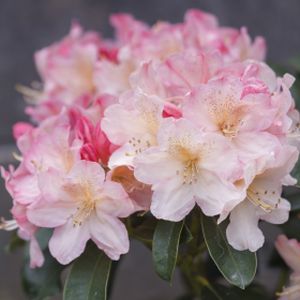 Rhododendron 'Percy Wiseman' (AGM) (Yak. Hybrid) 7.5L