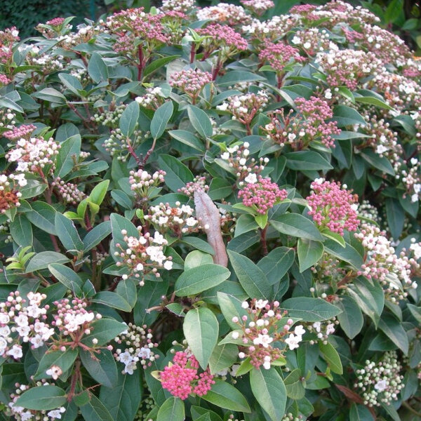 Viburnum tinus ’Pink Prelude’ 3L - Coolings Garden Centre