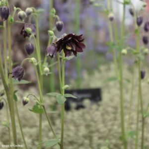 Aquilegia vulgaris 'Black Barlow' 3L